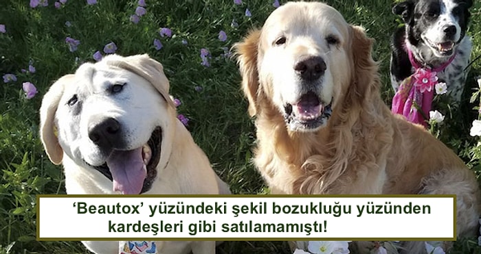 Farklı Bir Yüzü Olduğu İçin Terk Edilen Köpeciğin Sahiplenilince Geçirdiği Yürek Isıtan Değişim