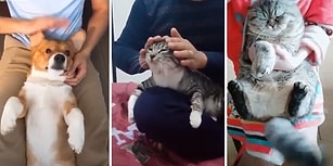 Kedi ve Köpeklerin Başrolde Olduğu Muhteşem Akım: Pump It