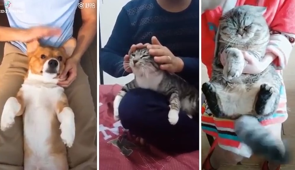 Kedi ve Köpeklerin Başrolde Olduğu Muhteşem Akım: Pump It