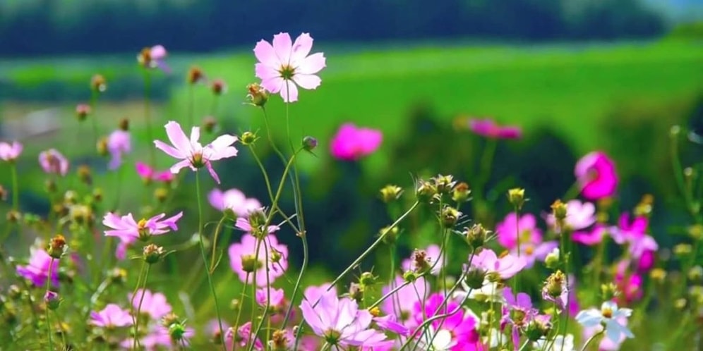 Тест: Какие цветы встречаются в этих песнях?