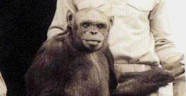 Şempanzelerin dayanıklı, yüksek acı toleransı insanın stratejik yetenekleriyle birleştirilecek, hibrit bir canlı ortaya çıkacaktı.