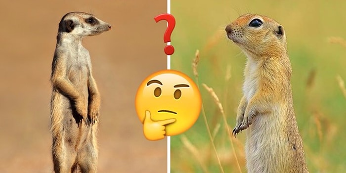 Тест: Суслик или сурикат? Только те, у кого в школе была 5 по биологии, различат этих похожих животных на 10/10