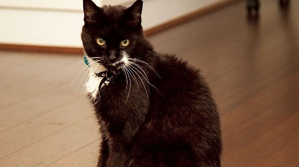 5. Кот Томмазо