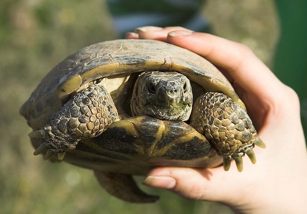 6. Черепаха Сильверстоун
