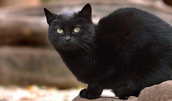 10. Кот Блэки