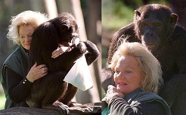 11. Шимпанзе Калу