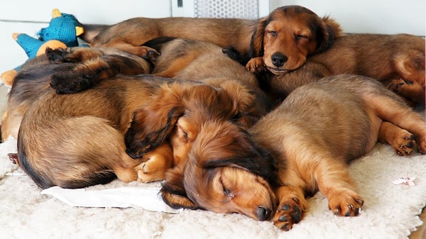 6. А теперь посчитайте, сколько ног (в сумме) имеют 4 собаки, 2 слона, 15 кошек и 26 человек.