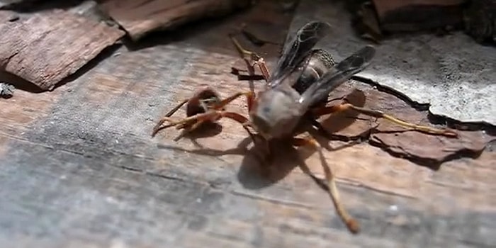 Kopan Kafasını Kaskını Kolları Arasına Alan Bir Motosikletçi Edasıyla Alıp Olay Yerini Terk Eden Eşek Arısı