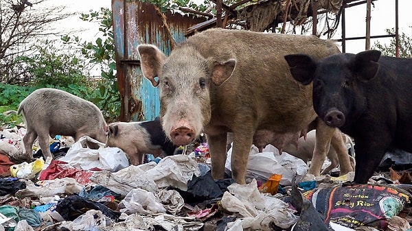 Кроме того, домашний скот обычно живет в одном помещении с людьми, и это, в сочетании с тем фактом, что источники воды не имеют средств очистки, иногда вызывает распространение заразных болезней.
