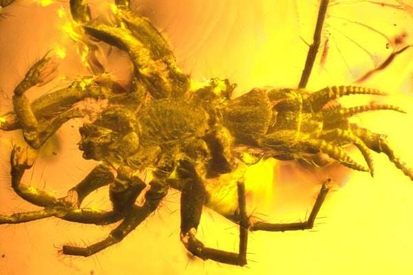 9. Bu 100 milyon yıl önce yaşamış tatlış hayvan yarı örümcek yarı akrepmiş.