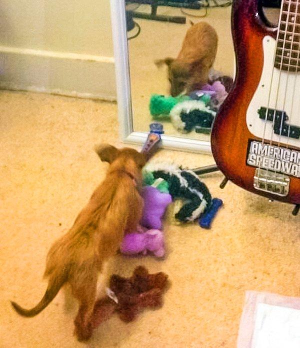 14. "Aynadaki köpek oynayabilsin diye bütün oyuncaklarını getirmiş."