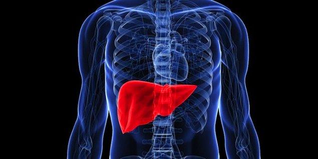 7. Kendini yenileyebilen tek organ karaciğerdir.