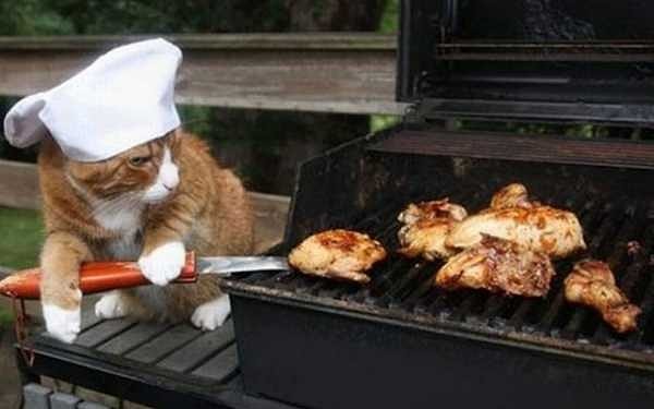 12. Даже котик жарит шашлыки на Первомай 😺😻