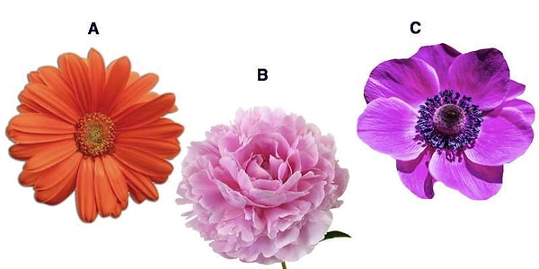 2. А сейчас выберите цветок: