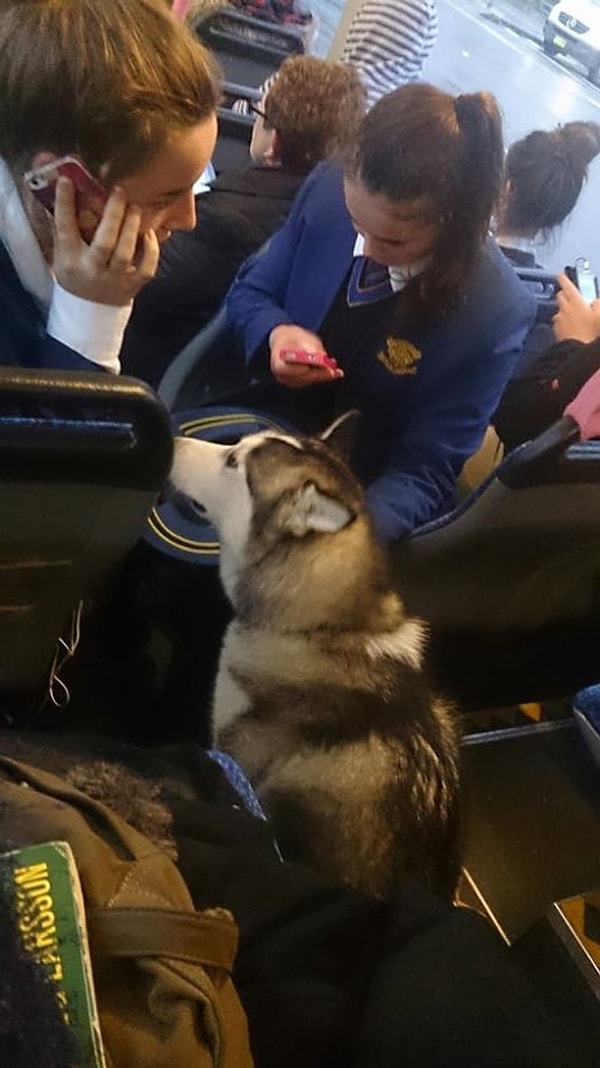 2. Водитель автобуса увидел, что хаски беспорядочно бегает по проезжей части, поэтому остановился и взял беднягу на борт.