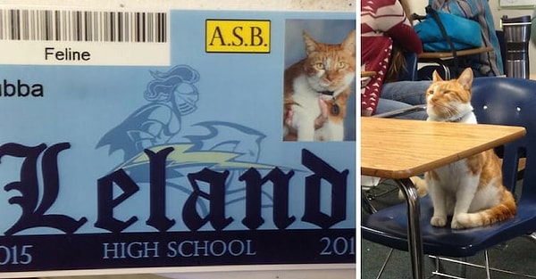 8. Этот кот по кличке Бубба так часто шатается по школе, что ему даже сделали собственный пропускной