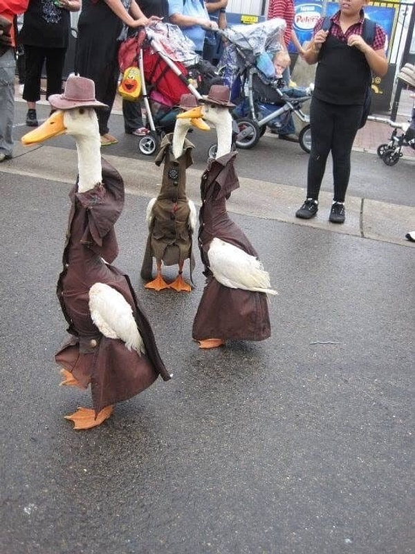 11. Не знаю, что это за парад и где он проходит, но готова лично финансировать его