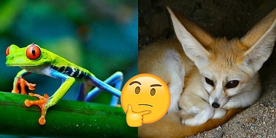 Всего 3% образованных людей могут точно назвать этих экзотических животных