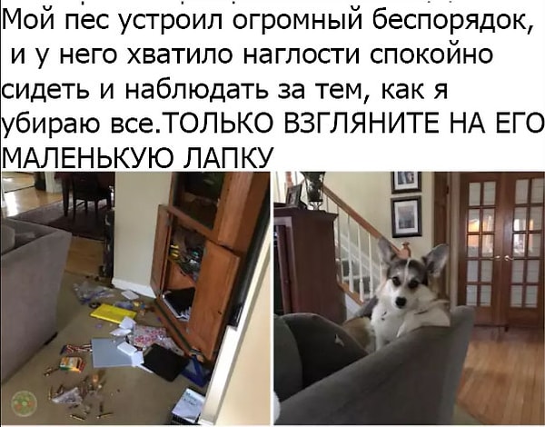 2. Как и этот пес