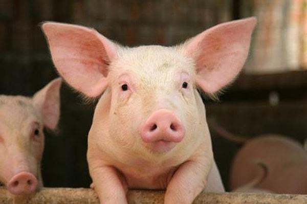 9. Fransa'da bir domuzu "Napoleon" diye adlandırmak yasaktır.