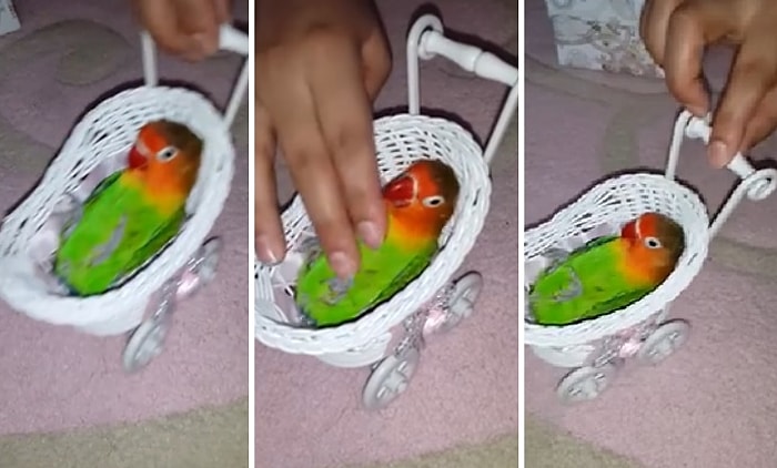 Papağanına Beşik Yapıp Sallarken Ninni Söyleyen Mükemmel Kadın