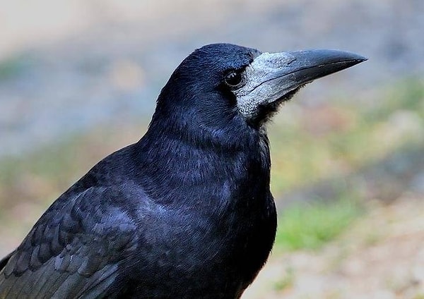 3. Вороны