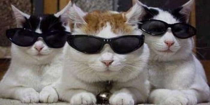 Питомцы-шпионы на стражах интересов своей страны: животные, которые используются для нужд разведки