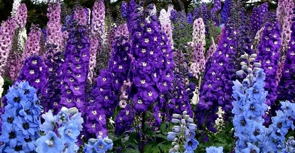 7. Июль — живокость