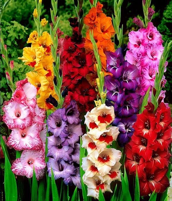 8. Август — гладиолус