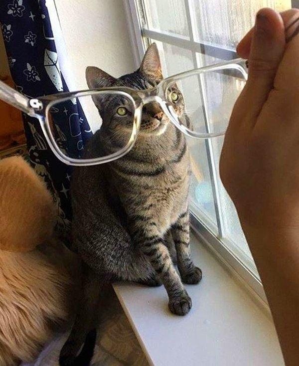 10. Gözlük takınca şehla olan kedi?