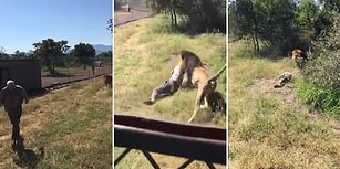 Vahşi Yaşam Parkında Bir Aslan Tarafından Saldırıya Uğrayan Adam