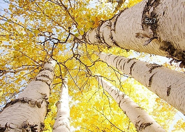 Вам захочется пересмотреть свои романтические идеалы!