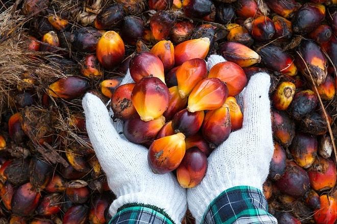 Uzmanlar Uyardı: 'Palm Yağı Kanserin Çok Daha Hızlı Yayılmasına Neden Oluyor!'