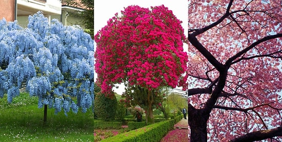 Тест: выберите дерево, а мы расскажем, что вас ждет в любви