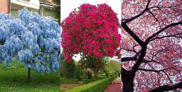 Тест: выберите дерево, а мы расскажем, что вас ждет в любви