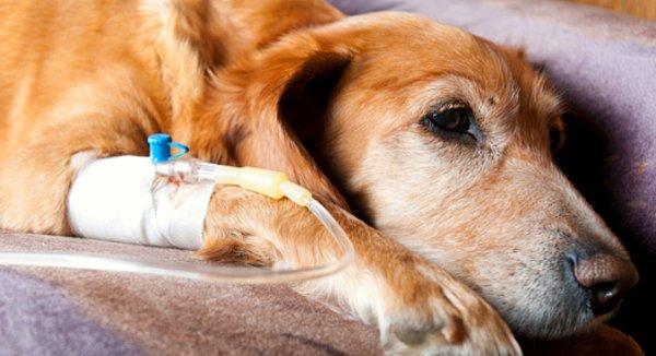 11. Köpekler de kanser yüzünden ölebiliyor. 10 yaşından sonra yakalandıklarında vücutları kansere karşı tamamen dayanaksız ve güçsüz oluyor.