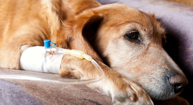 11. Köpekler de kanser yüzünden ölebiliyor. 10 yaşından sonra yakalandıklarında vücutları kansere karşı tamamen dayanaksız ve güçsüz oluyor.