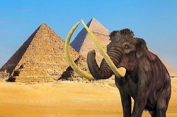 12. Piramitler inşa edilirken mamutlar ortalıkta dolanıyordu.