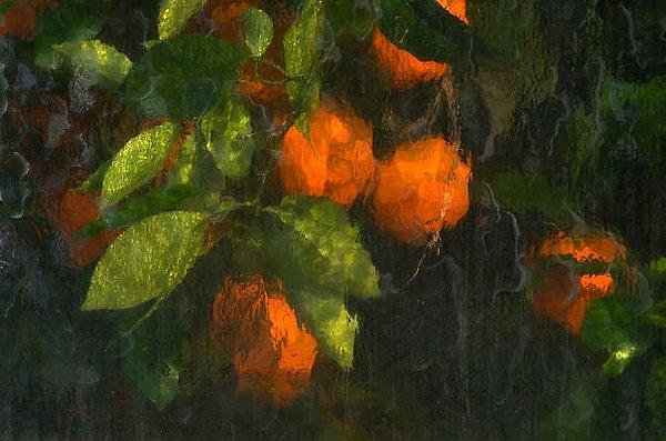 3. Seranın camekanlarında boyanmış gibi duran portakalların fotoğrafı