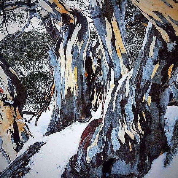 20. Okaliptüs üzerindeki kabuklardan sıyrılan ve resim görüntüsü veren kar
