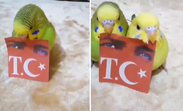 Dünyanın En Güzel Videosu: Vatansever Muhabbet Kuşları