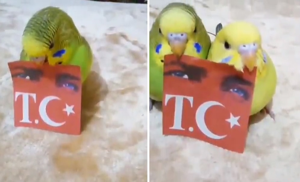 Dünyanın En Güzel Videosu: Vatansever Muhabbet Kuşları
