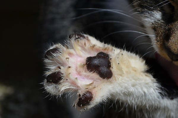 10. Лапка для кота - это как копыто для...