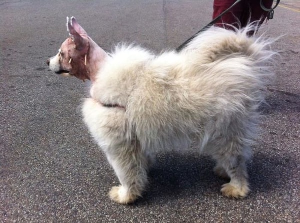 7. После встречи с дикобразом. Угадайте, кто победил