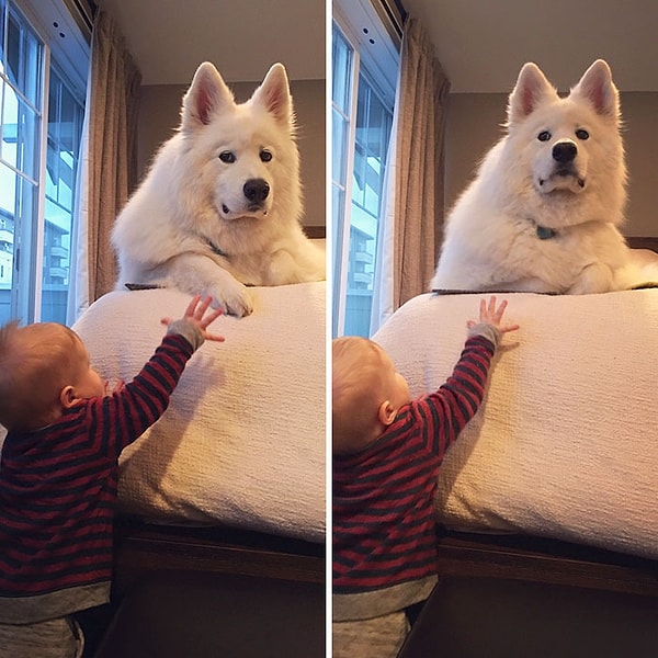 16. "Нет, не трожь мою лапу, маленький человек!"