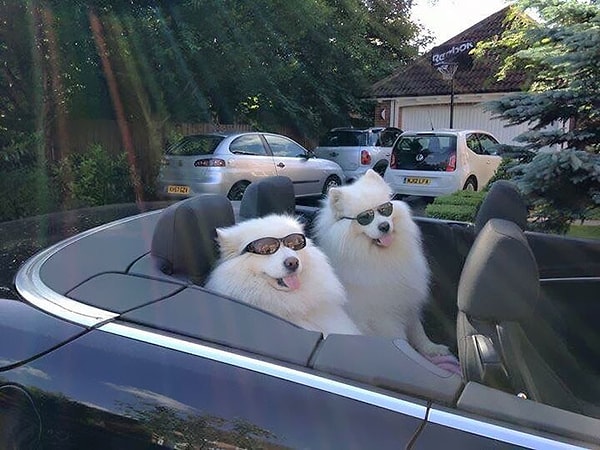 15. "Все девочки теперь будут нашими!"