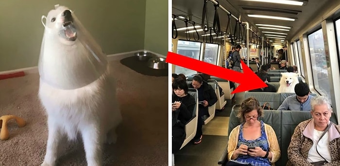 Если вы не улыбнетесь при виде этих милых и озорных самоедов, то мы даже не знаем, что с вами не так