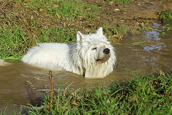 20. "И почему хозяин кричит? Мне же так хорошо в этой луже"