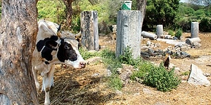 Bu da Oldu! Definecilerin Talan Ettiği 2.500 Yıllık Bargylia Antik Kenti 35 Milyon TL'ye Satışa Çıkarıldı