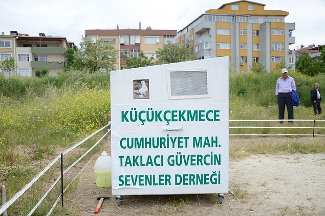 2. Bir sevdadır taklacı güvercinler.
